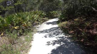 More tree shadows on sidewalk